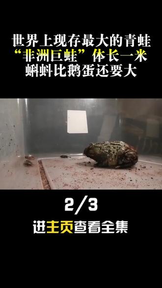 世界上现存最大的青蛙,超过一米体长堪比儿童,蝌蚪比鹅蛋还大#青蛙#非洲巨蛙 #科普一下#神奇动物在抖音