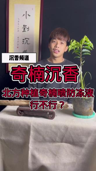 植物防冻液对奇楠树不起作用的。#奇楠沉香 #珍稀的奇楠香 #灵感创作