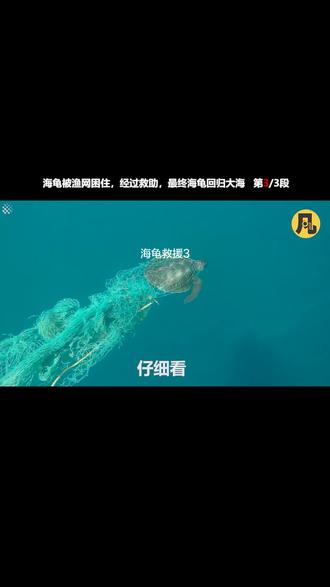 #动物救助#纪录片#海龟#神奇动物在抖音#热门#正能量
大海中,海龟被渔网困住了,造成困扰,救援队上前救助,最终海龟回归大海。
