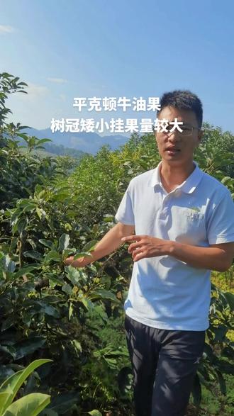 平克顿是我目前见过产量最高的牛油果品种