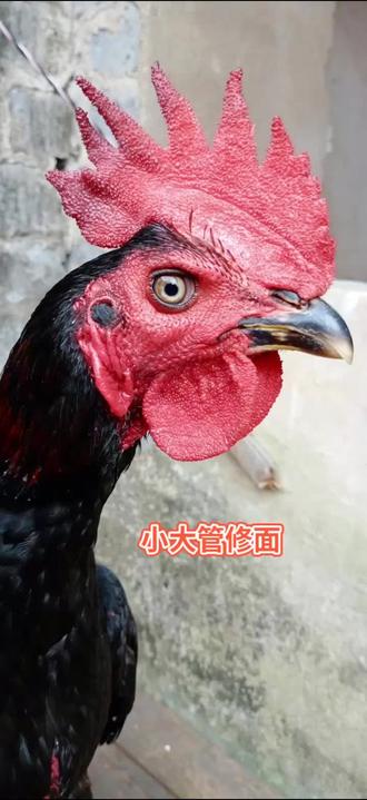 #斗鸡养殖 修剪耳玲和下冠