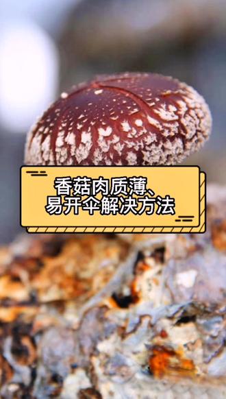 香菇肉质薄易开伞怎么办?#香菇增效酶 #增效酶 #食用菌栽培技术 #菌狮机械