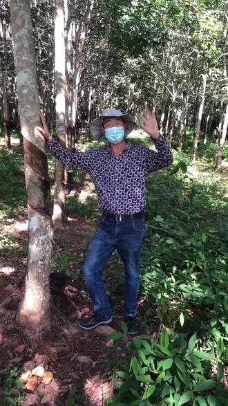 #上热门话题🔥🔥🔥 人在非洲❤️带你走进橡胶林❤️
