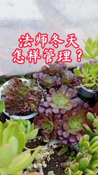法师冬天怎样管理?记住三点就万无一失。#新农人计划2021 @抖音小助手 #多肉法师