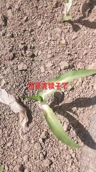 完了完了!玉米塔西囔了