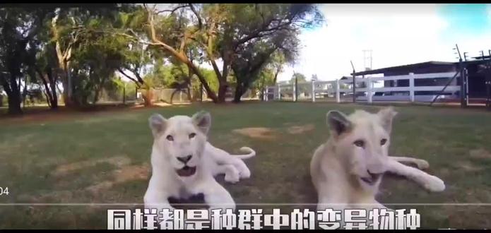 白狮,白虎谁才是草原上的强者