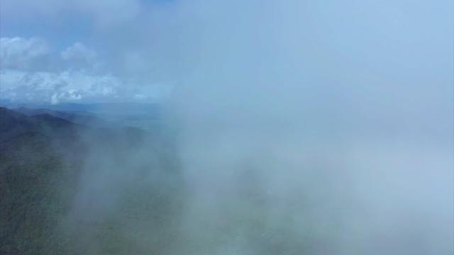 植物篇:海南樱桃 | 海南热带雨林国家公园科普视频系列#海南热带雨林国家公园 #科普一下 #海南樱桃 @DOU+小助手 @抖音小助手