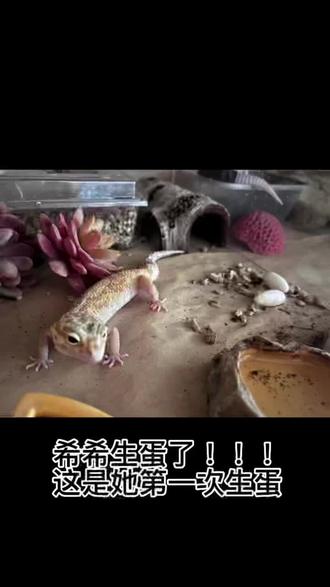 #奇异动物召集令_竖屏60s 守宫希希生蛋了!#守宫#生蛋