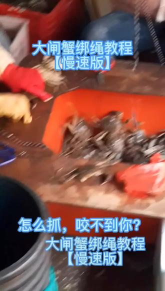 大闸蟹绑绳教程
【慢速版】
怎么抓螃蟹,咬不到你?#福建天生毛蟹 #福建天生大闸蟹 #福州毛蟹 福州毛蟹批发#福州毛蟹哪里买#福州精品大闸蟹#福州大闸蟹礼盒#毛蟹