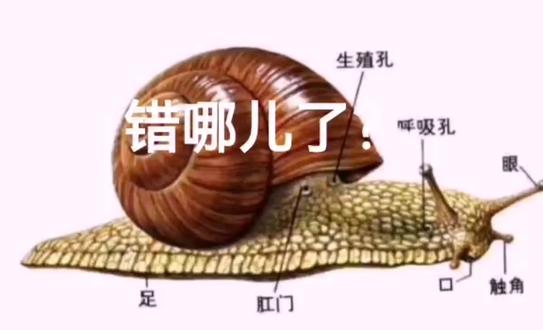 蜗牛的呼吸孔,生殖孔和排泄孔!