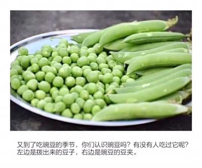 创意美术&夏日里的豌豆&一起来画吧!