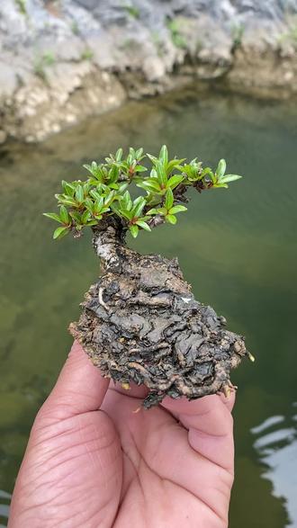 你不再叫水杨梅以后叫你细叶水团花微盆景掌上盆景制作