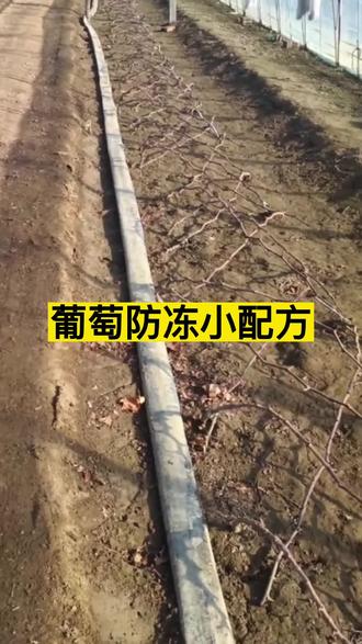 葡萄防冻小配方#葡萄种植 #葡萄#葡萄冬剪