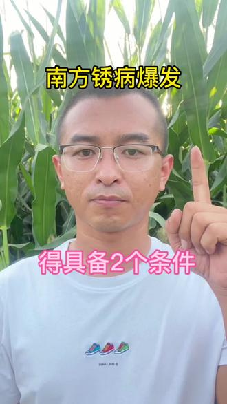 南方锈病什么情况会发生#三农 #农业种植 #传播农业小知识