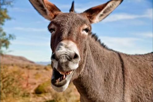 一首原创的《吟驴》送给大家。第一次写诗,只为搏君一笑,可喜可喷。😄😄😄#驴 #爆笑