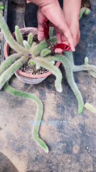 九尾狐繁殖方式,繁殖季节来了!#我要上热门 #图文来了❷ #上热搜 #喜欢就关注我吧 #花卉基地 #多肉基地