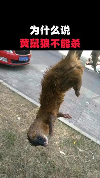 为什么黄鼠狼不能杀!#野生动物 #动物 #动物世界 #奇怪的知识增加了