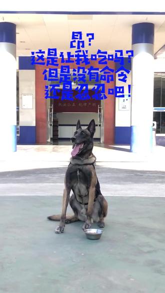 #警犬 大鹏警队汪星人来了