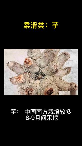 #芋#消疬散结#生吃有毒#《本草纲目》#明天继续