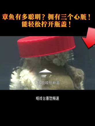 章鱼有多聪明?拥有三个心脏!
能轻松拧开瓶盖!#热门推荐 #海洋生物 #神奇动物在抖音