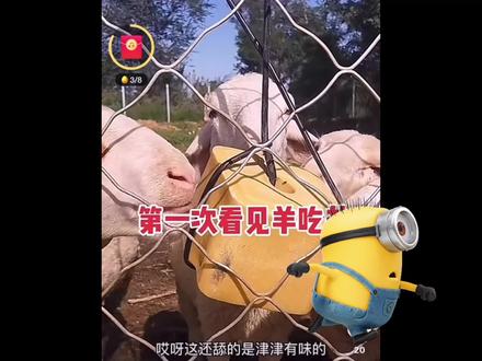 短视频平台搜一下“羊吃盐”,视频一大堆!畜禽粪便含盐量超标,不是事实吗?有必要对我们恶语相向吗?