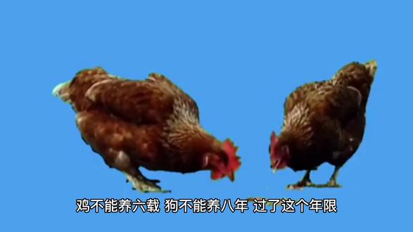 鸡和狗不过六七八