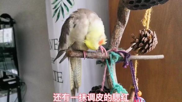 三毛小甜甜去新家了#萌宠 #手养鹦鹉 #可爱到爆炸💥 #手养鸟 #鹦鹉