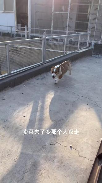 宁夏方言,男娃叫球羔,女娃叫屎丫。