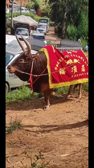 #斗牛文化 瞄准器收米 淹水成功