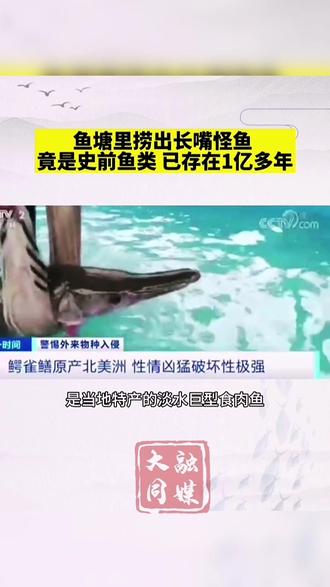 鱼塘里捞出长嘴怪鱼 竟是史前鱼类 已存在1亿多年
