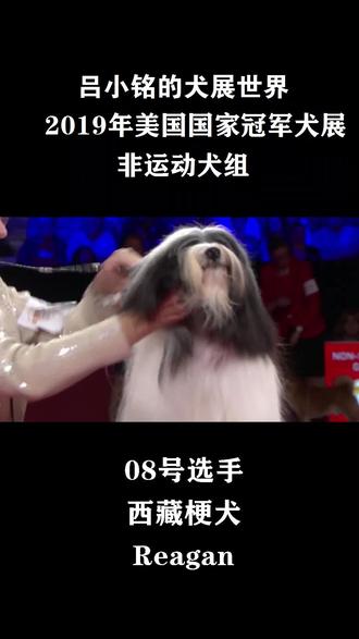 8号选手-2019年美国国家冠军犬展#狗 #萌宠 #汪星人