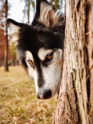 英宠宠物摄影-张天航