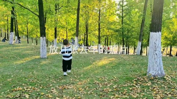 中央公园的银杏叶开始变黄了,拍照的人很多噢,导航中央公园东八入口停车场#周末去哪玩 #银杏叶 #中央公园 #一起来拍秋天