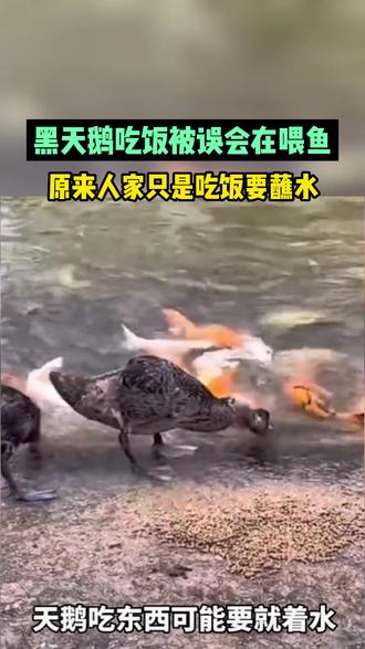 黑天鹅吃饭被误会在喂鱼,原来人家只是吃饭要蘸水#黑天鹅