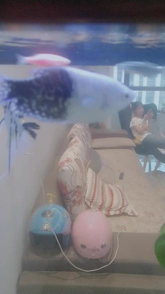 谁懂?蓝曼龙养几个月了。颜色最近怎么一半一半了。还有一条永远在缸底卧着。能吃能喝欢的很。#观赏鱼 #轻松养鱼