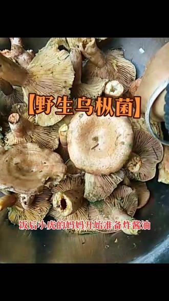 今早的收获, 大山里的美味 ,全是乌枞菌 ,抖出家乡山货 。