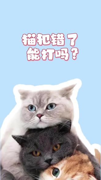 猫犯错了能打吗?#猫 #萌宠 #宠物