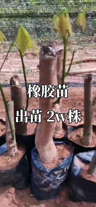 #农业种植 海南橡胶苗#三农 今年橡胶走势如何