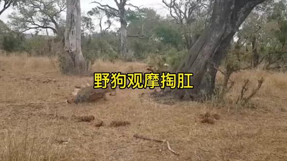 三狗子抢打工豹的活给羚羊做手术,结果便宜了二哥#动物世界 #神奇动物在抖音 #万物皆有灵性 #百亿流量扶持 #动物