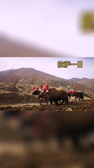 雄色寺拍鸟,巧遇开耕仪式,大昭寺里面转一转