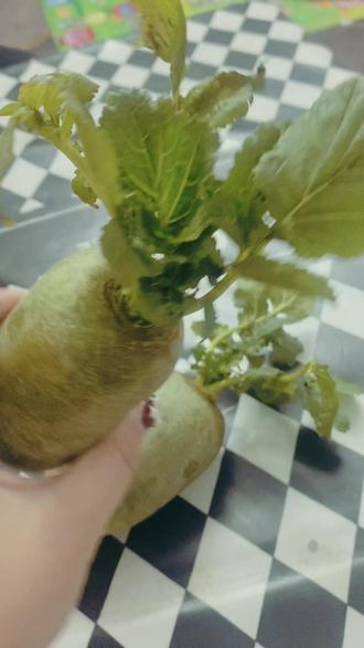 蚌埠三大怪之一:萝卜当水果卖。你的城市是蔬菜还是水果?