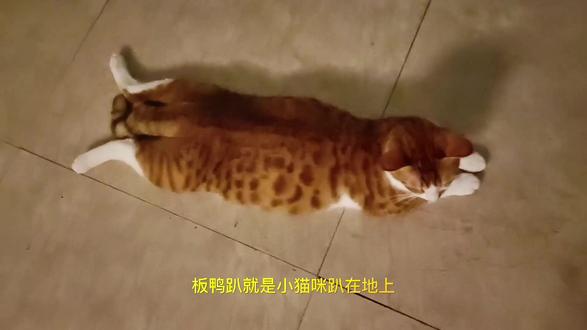 趴趴地上干森么!#橘猫 #猫咪 #这么可爱的小猫咪