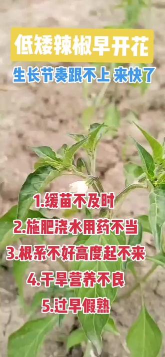 低矮辣椒早开花#椒科多 #辣椒科学 #新农人计划