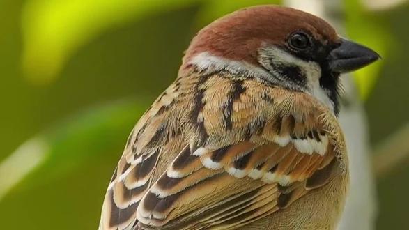 素描小动物,麻雀画法2~#一起学画画