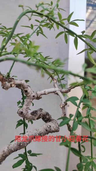今年嫁接的甘小迎春花