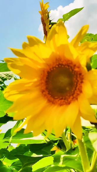 向日葵花海 - 抖音