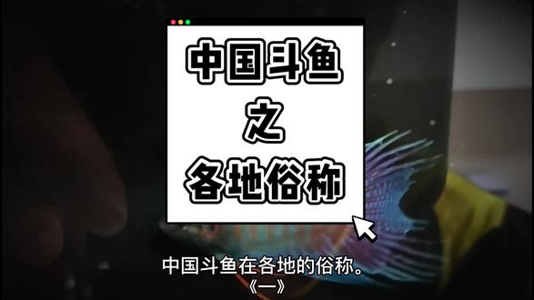 中国斗鱼之各地俗称,你的家乡管它叫什么呢?#抖音小助手 #中国斗鱼 #国斗 #我的生活日记 #不设限dou出界