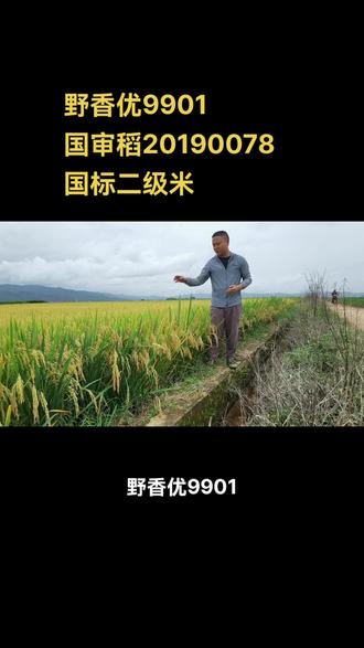 野香优9901,国审稻20190078#抖音助农 #水稻种植