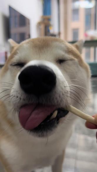 今日份小狗吃棒棒糖,磨牙洁齿,互动小零食 #柴犬 #当你有只嘴馋小狗 #狗狗吃播 #狗狗ASMR #狗狗棒棒糖