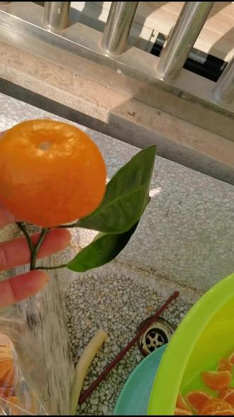 谁要吃橘子罐头来我家?😀